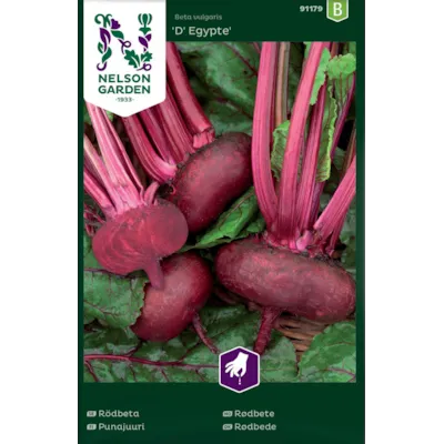Frø rødbete D'Egypte