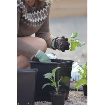 Plantepotte, bilde 2