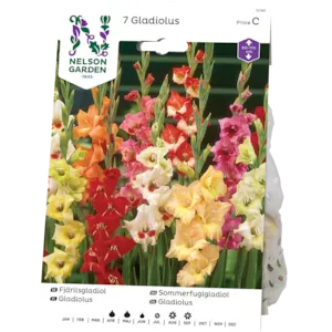 Vårløk sommerfuglgladiol