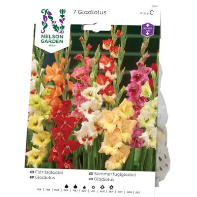 Vårløk sommerfuglgladiol