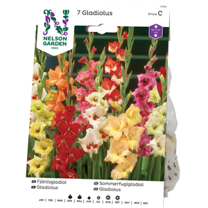 Vårløk sommerfuglgladiol