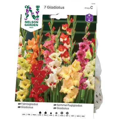 Vårløk sommerfuglgladiol