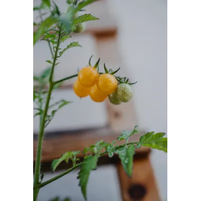 Frø tomat høy Golden Currant økologisk, bilde 2