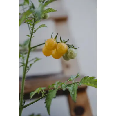 Frø tomat høy Golden Currant økologisk, bilde 2