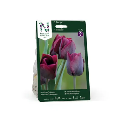 Høstløk tulipan Ronaldo