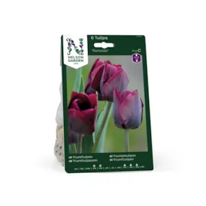 Høstløk tulipan Ronaldo