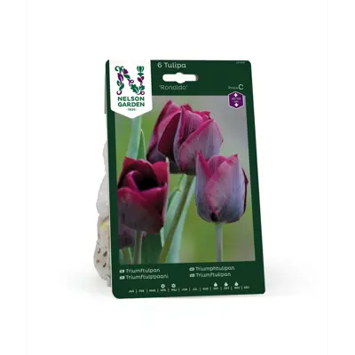 Høstløk tulipan Ronaldo