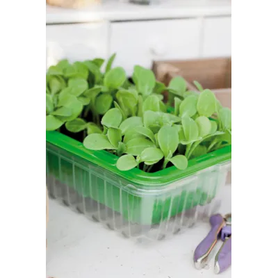Frø agurkurt MicroLeaf, bilde 2