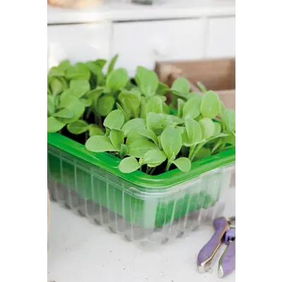 Frø agurkurt MicroLeaf, bilde 2