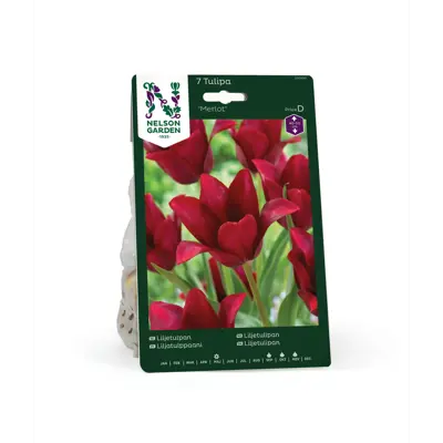 Høstløk liljetulipan Merlot