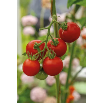 Frø tomat høy Cocktail Crush, bilde 2