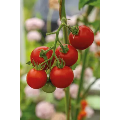 Frø tomat høy Cocktail Crush, bilde 2