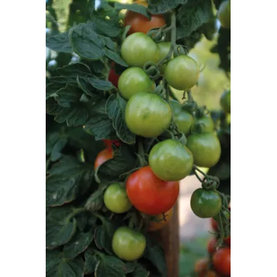 Frø tomat høy Cocktail Crush, bilde 3