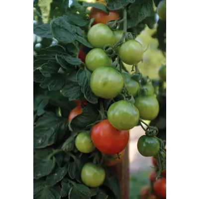 Frø tomat høy Cocktail Crush, bilde 3