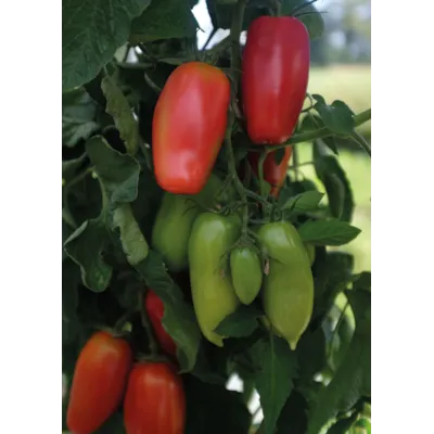 Frø tomat høy Agro, bilde 2