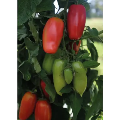 Frø tomat høy Agro, bilde 2