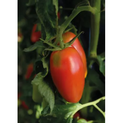 Frø tomat høy Agro, bilde 3