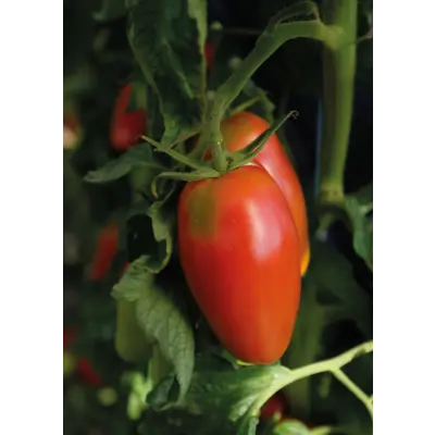 Frø tomat høy Agro, bilde 3