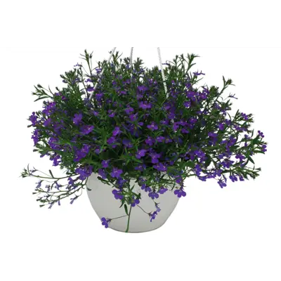 Lobelia Hybrid ampel