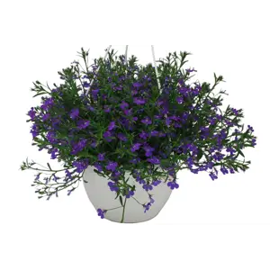 Lobelia Hybrid ampel
