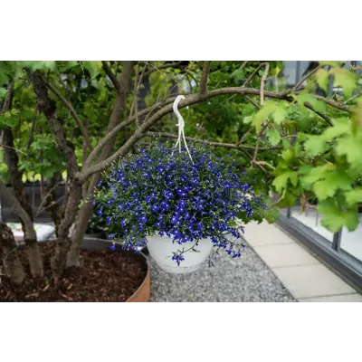 Lobelia Hybrid ampel, bilde 2