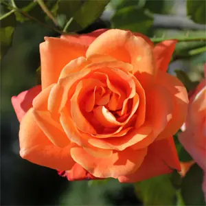 Rose Westerland