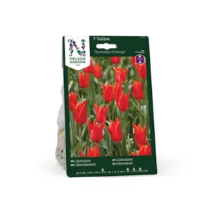 Høstløk tulipan Synaeda Orange