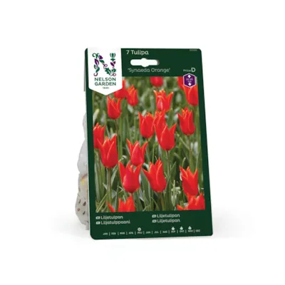 Høstløk tulipan Synaeda Orange