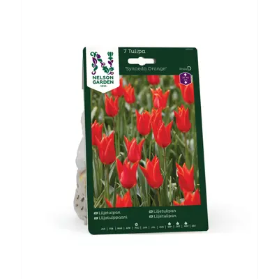 Høstløk tulipan Synaeda Orange