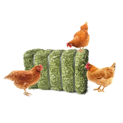 Lucerne GT Øko 20 kg