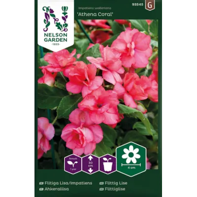 Frø flittig Lise Athena Coral