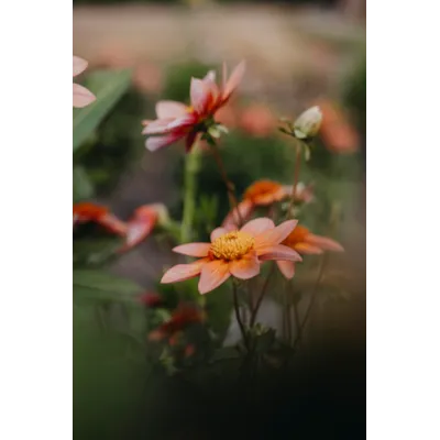 Høstløk anemonegeorgine Totally Tangerine, bilde 2