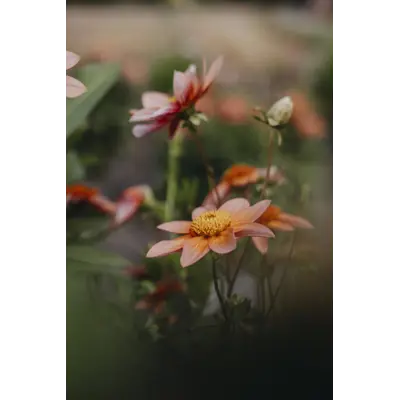 Høstløk anemonegeorgine Totally Tangerine, bilde 2