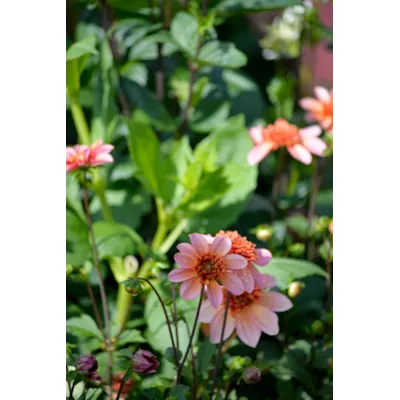 Høstløk anemonegeorgine Totally Tangerine, bilde 3