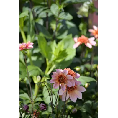 Høstløk anemonegeorgine Totally Tangerine, bilde 3