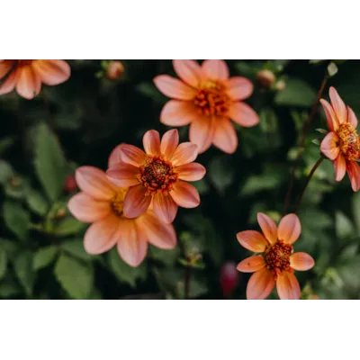 Høstløk anemonegeorgine Totally Tangerine, bilde 4