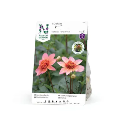 Høstløk anemonegeorgine Totally Tangerine