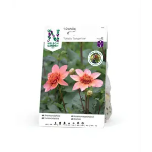 Høstløk anemonegeorgine Totally Tangerine