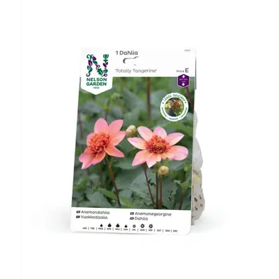 Høstløk anemonegeorgine Totally Tangerine