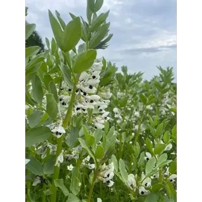 Vire Kl C2 Åkerbønne 600 kg