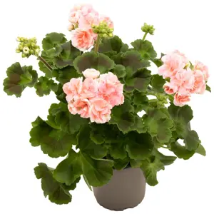 Rosepelargo Pelargonium Zonale