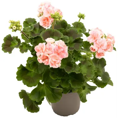 Rosepelargo Pelargonium Zonale