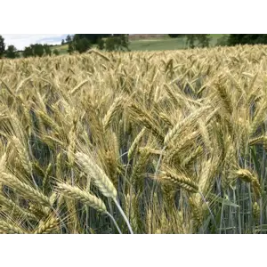 Panaso Høstrughvete