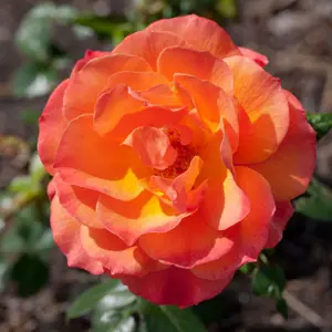 Rose Fellowship