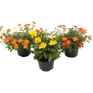 Smalbrønsle Bidens