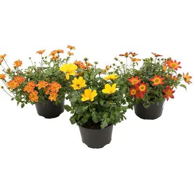 Smalbrønsle Bidens