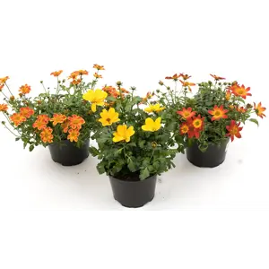 Smalbrønsle Bidens