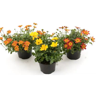 Smalbrønsle Bidens