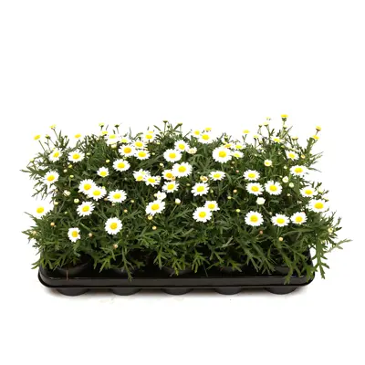 Margeritt