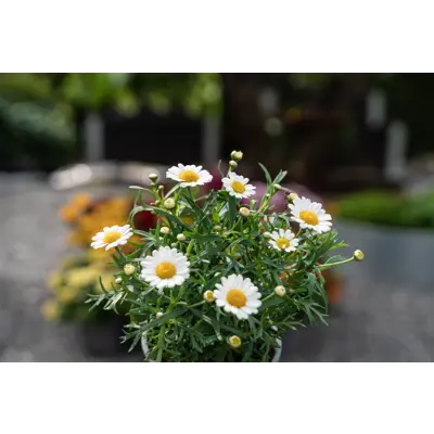 Margeritt, bilde 2